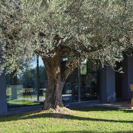 With Olive Grove In Abruzzo *