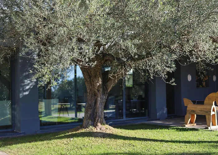 With Olive Grove In Abruzzo * 斯波特勒